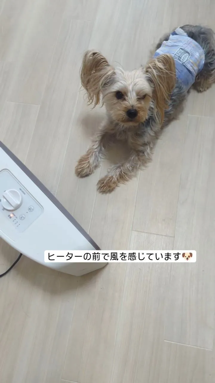 #看板犬のいるお店 ⁡