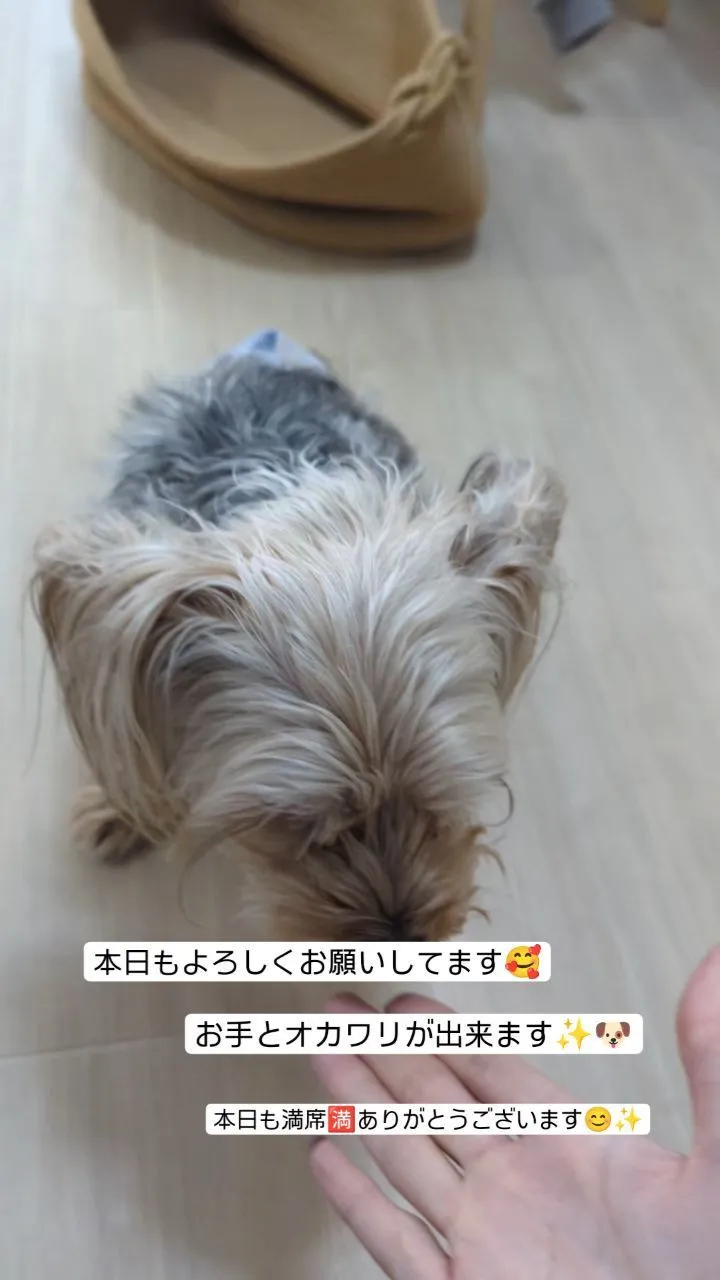 #看板犬のいるお店 ⁡