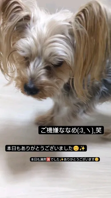 #看板犬のいるお店 ⁡