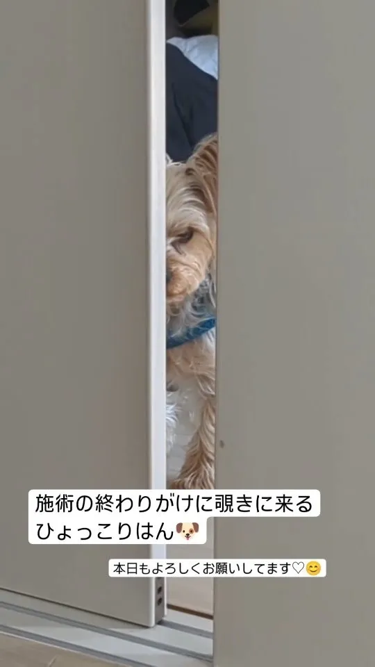 #看板犬のいるお店 ⁡