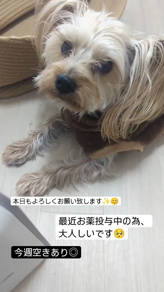 #看板犬のいるお店 ⁡