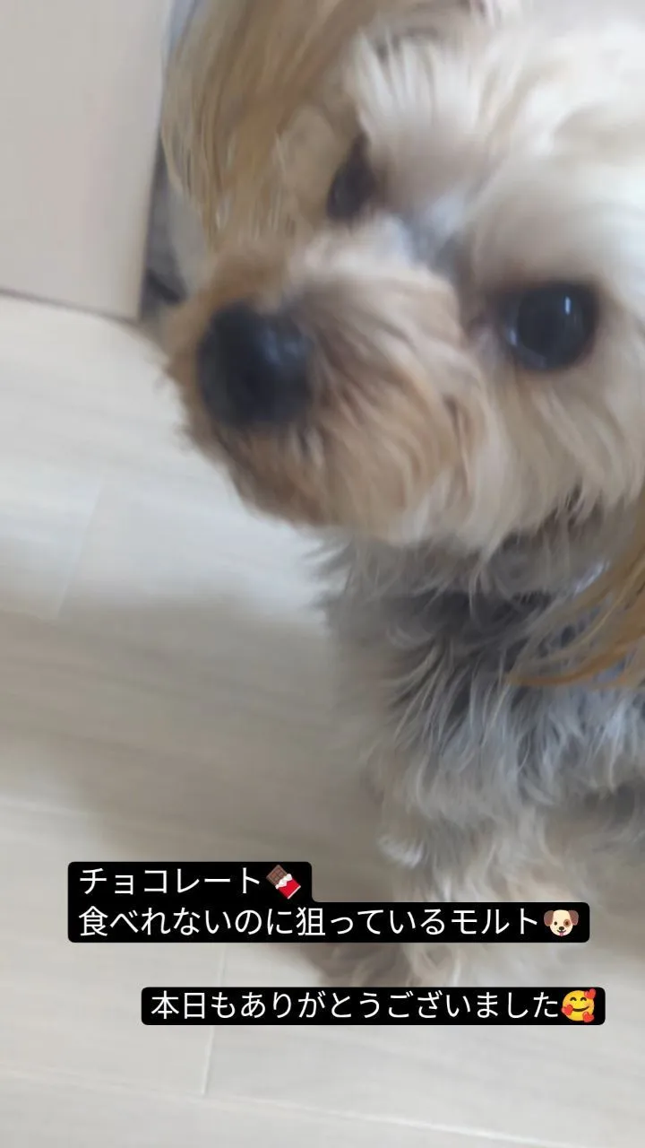 #看板犬のいるお店 ⁡