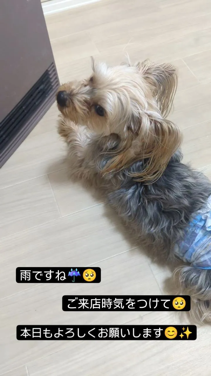 #看板犬のいるお店 