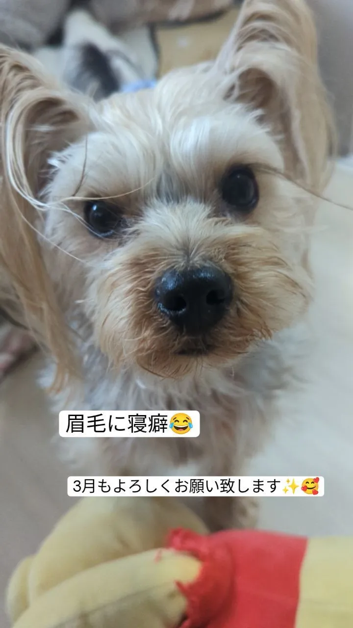 #看板犬のいるお店 