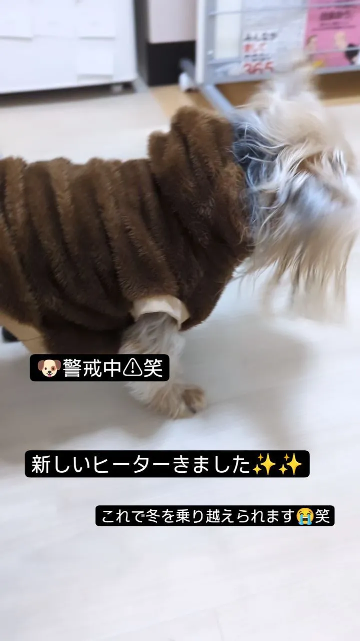 #看板犬のいるお店 