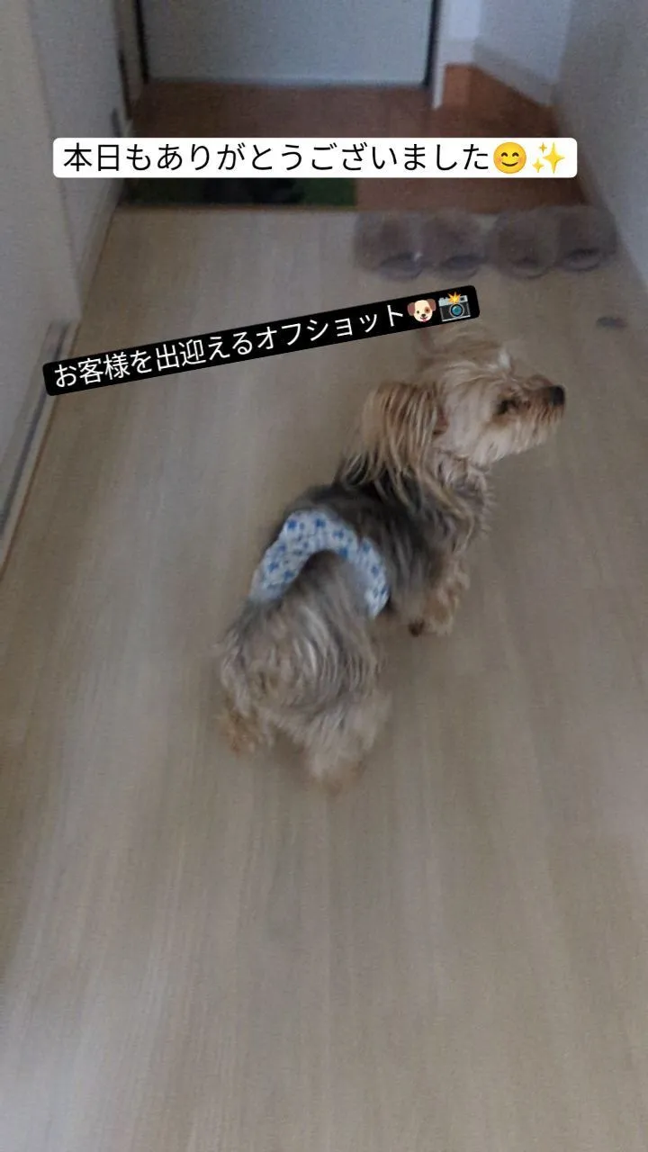 #看板犬のいるお店 