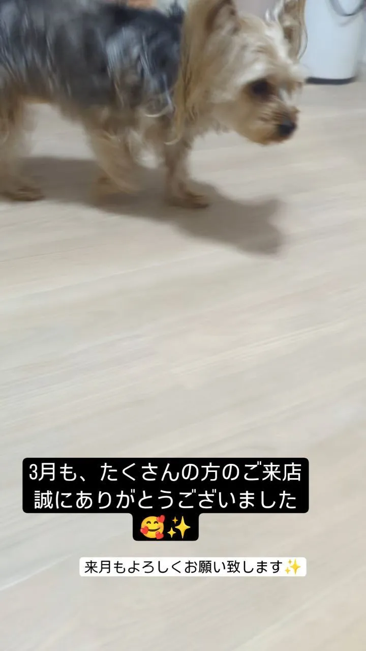 #看板犬のいるお店 