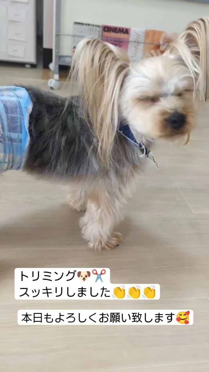 #看板犬のいるお店 