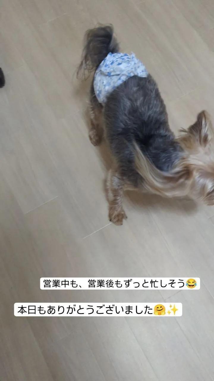 #看板犬のいるお店 