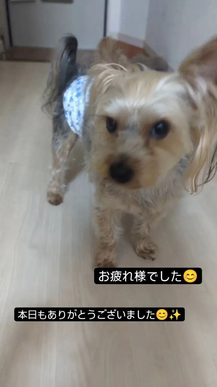 #看板犬のいるお店 