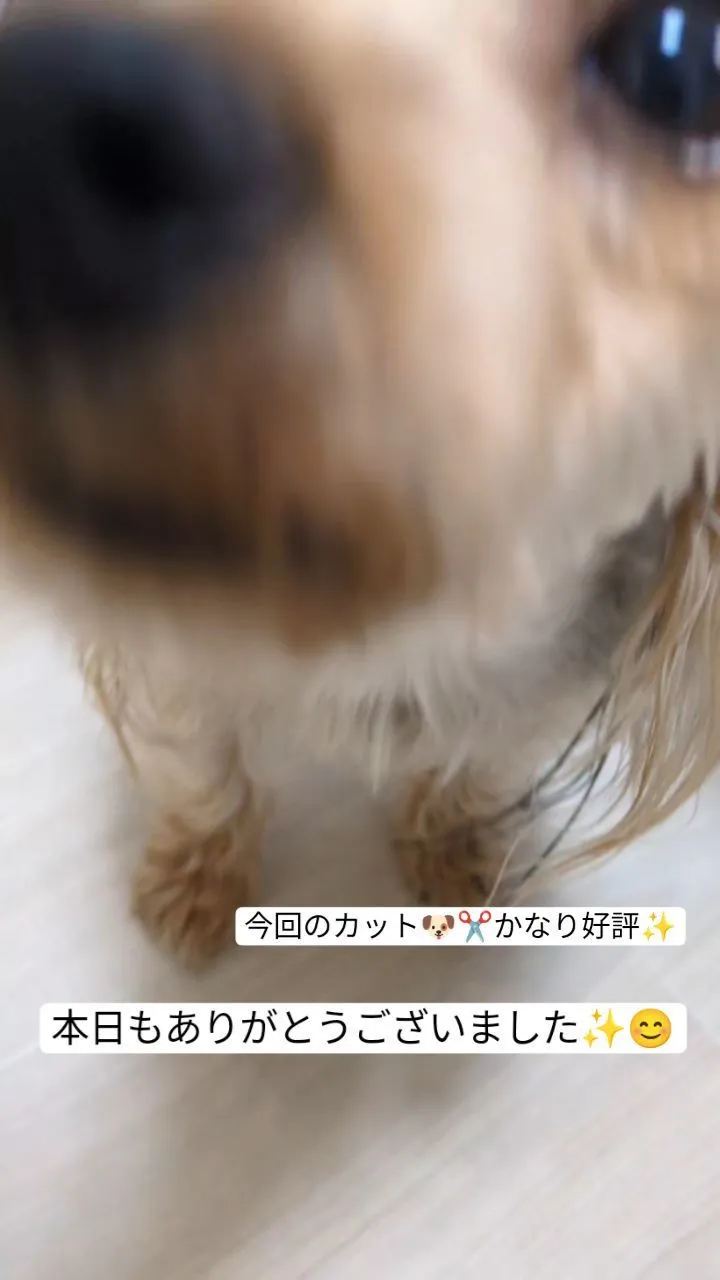 #看板犬のいるお店 