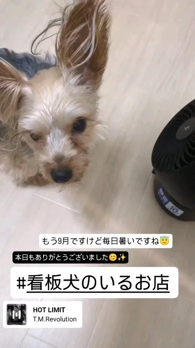 #看板犬のいるお店 