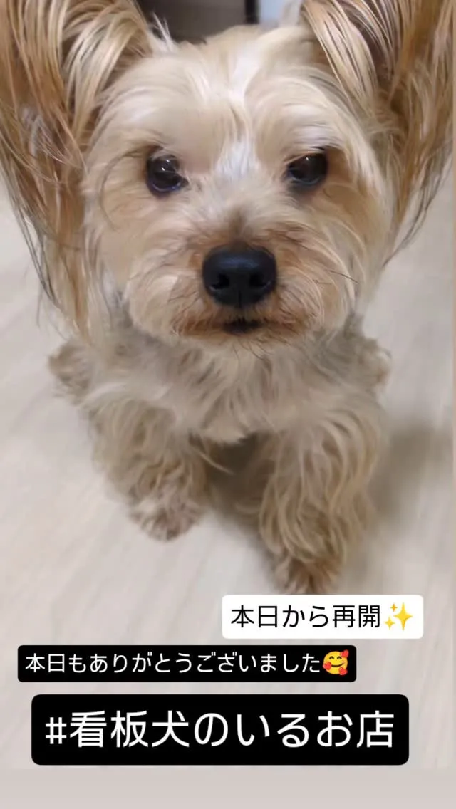 #看板犬のいるお店