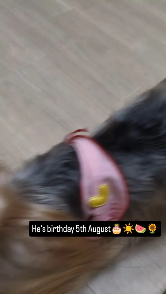 #看板犬のいるお店 