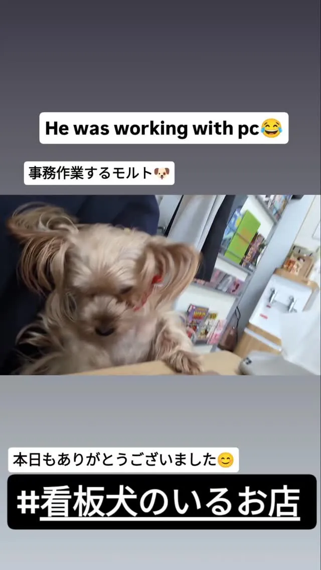 #看板犬のいるお店
