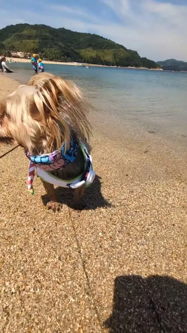 ⁡看板犬のお休みの日Vlog🐶🐾