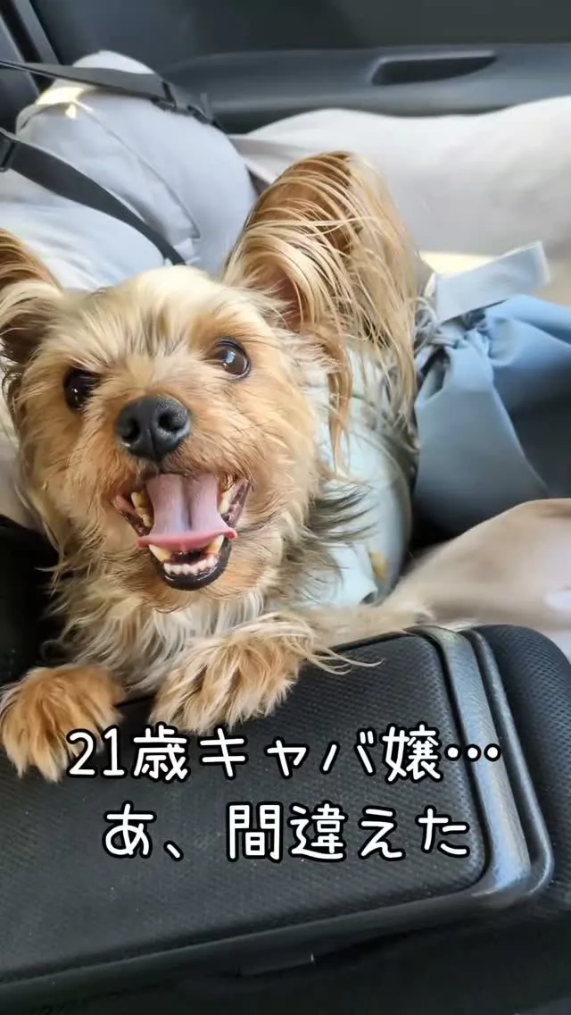 看板犬のお休みの日Vlog🐶🐾⁡⁡